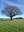 12.3 - Chêne pédonculé (Quercus robur) - Achet