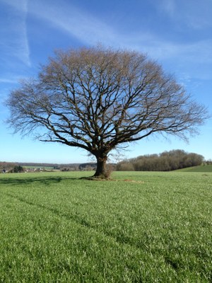 12.3 - Chêne pédonculé (Quercus robur) - Achet