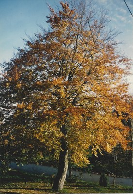 12.3 - Hêtre commun (Fagus sylvatica) - Achet (Bois Saint Paul)