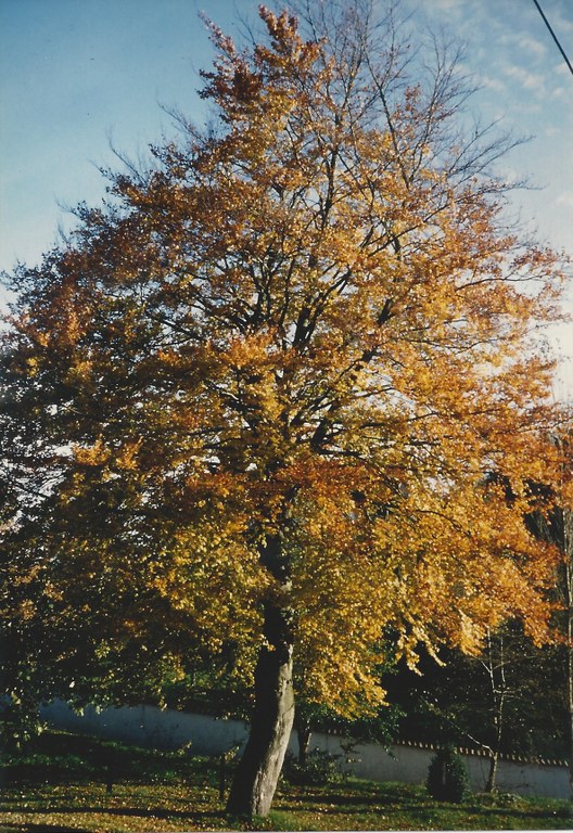 12.3 - Hêtre commun (Fagus sylvatica) - Achet (Bois Saint Paul)