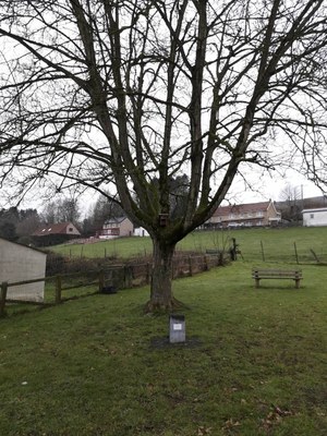 12 - Arbre commémoratif - Schaltin