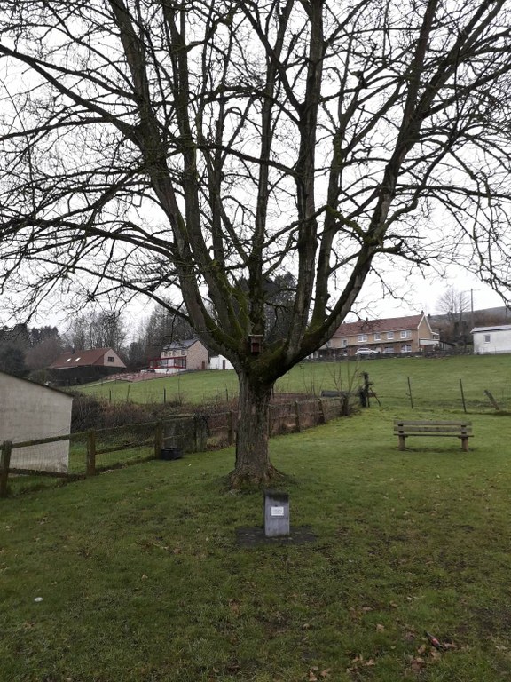 12 - Arbre commémoratif - Schaltin