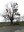 12.- Tilleul de Hollande (Tilia x europaea) -  Mohiville