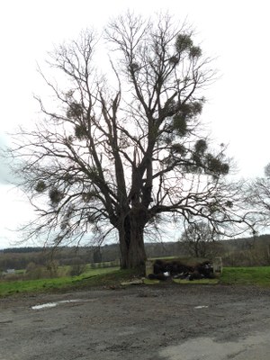 12.- Tilleul de Hollande (Tilia x europaea) -  Mohiville