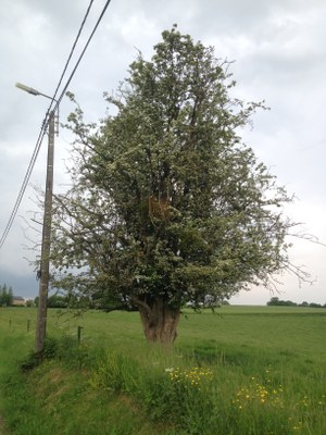 12.6 - Aubépine à un style (Crataegus monogyna) * - Hamois
