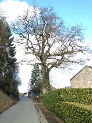 12 - Chêne pédonculé (Querbus robur) * - Schaltin