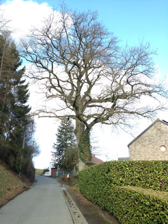 12 - Chêne pédonculé (Querbus robur) * - Schaltin