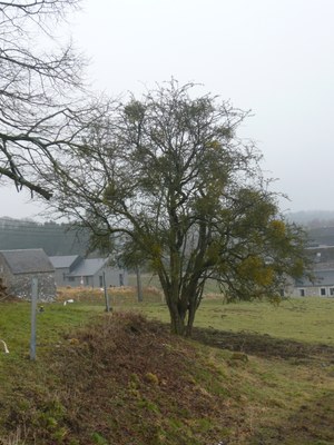 12.6 - Aubépine à un style (Crataegus monogyna) - Mohiville