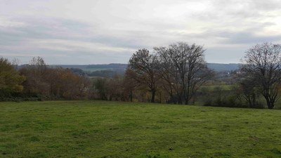 12.6 - Aubépine à un style (Crataegus monogyna) - Natoye