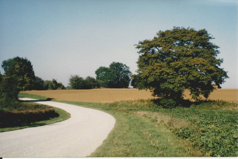12 - Erable champêtre (Acer campestre) * - Schaltin