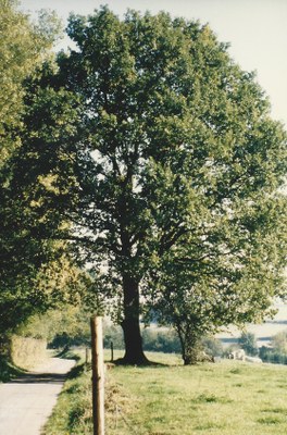 12 - Frêne commun (Fraxinus excelsior) * - Schaltin