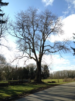 12 - Frêne commun (Fraxinus excelsior) * - Schaltin