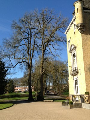 12 - Frêne commun (Fraxinus excelsior) * - Schaltin